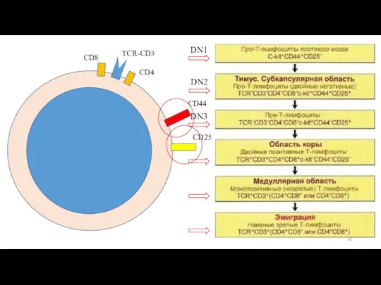 TCR-CD3 CD4 CD8 CD44 CD25 DN1 DN2 DN3