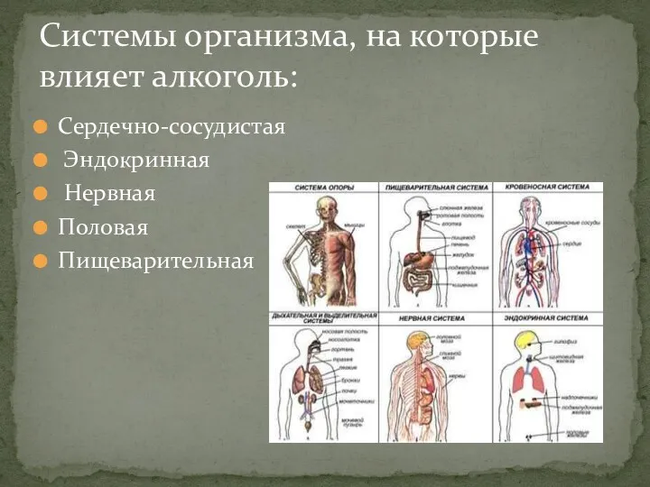 Сердечно-сосудистая Эндокринная Нервная Половая Пищеварительная Системы организма, на которые влияет алкоголь: