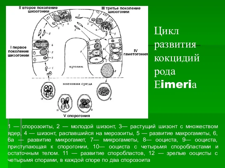 Цикл развития кокцидий рода Еimeriа 1 — спорозоиты, 2 —