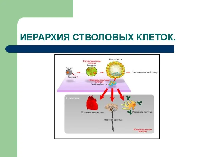 ИЕРАРХИЯ СТВОЛОВЫХ КЛЕТОК.