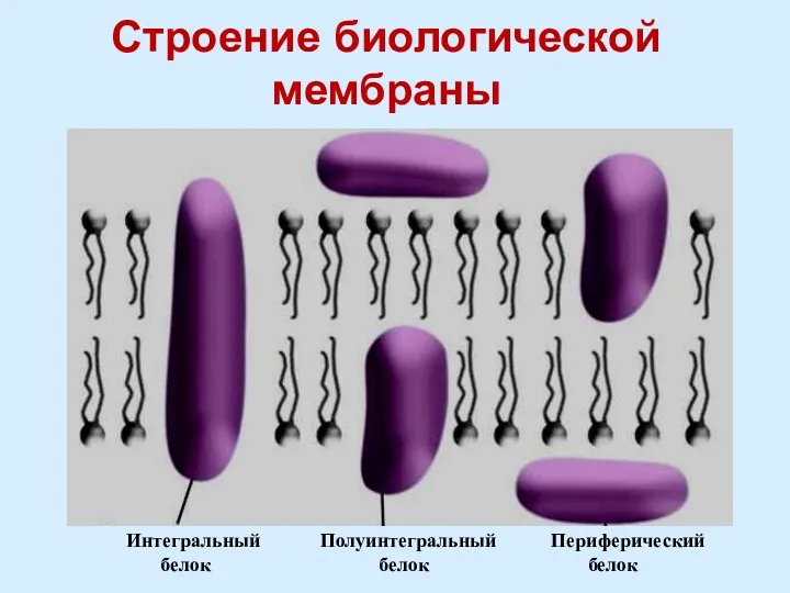 Строение биологической мембраны Интегральный Полуинтегральный Периферический белок белок белок