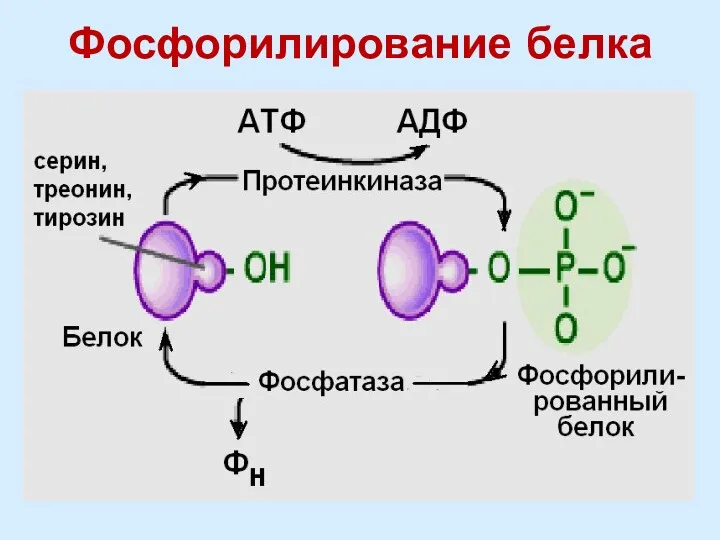 Фосфорилирование белка
