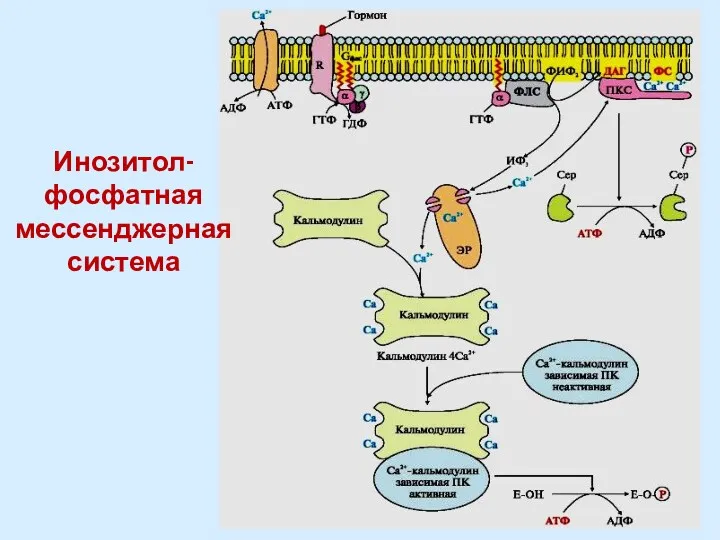 Инозитол-фосфатная мессенджерная система