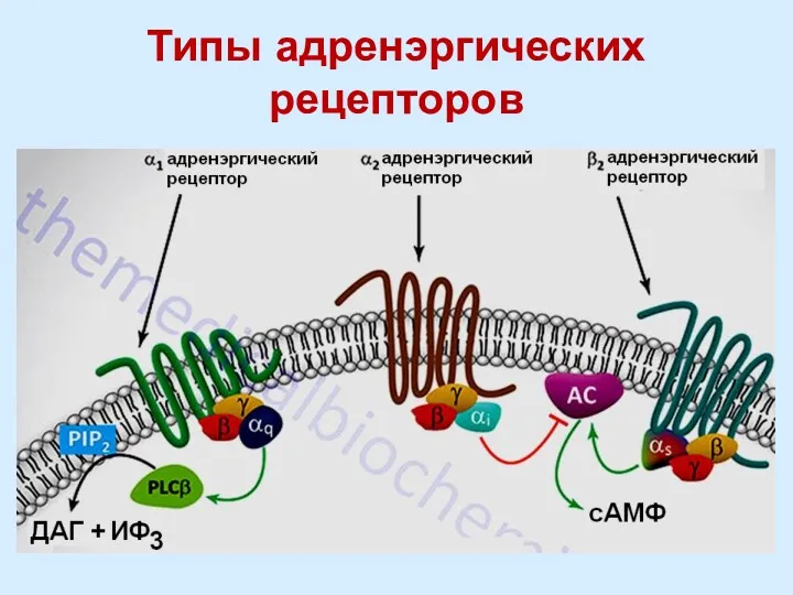 Типы адренэргических рецепторов