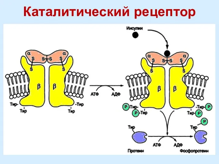 Каталитический рецептор