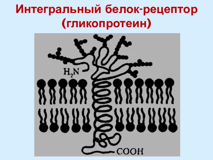 Интегральный белок-рецептор (гликопротеин)