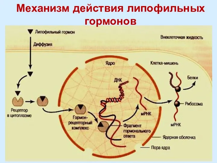 Механизм действия липофильных гормонов