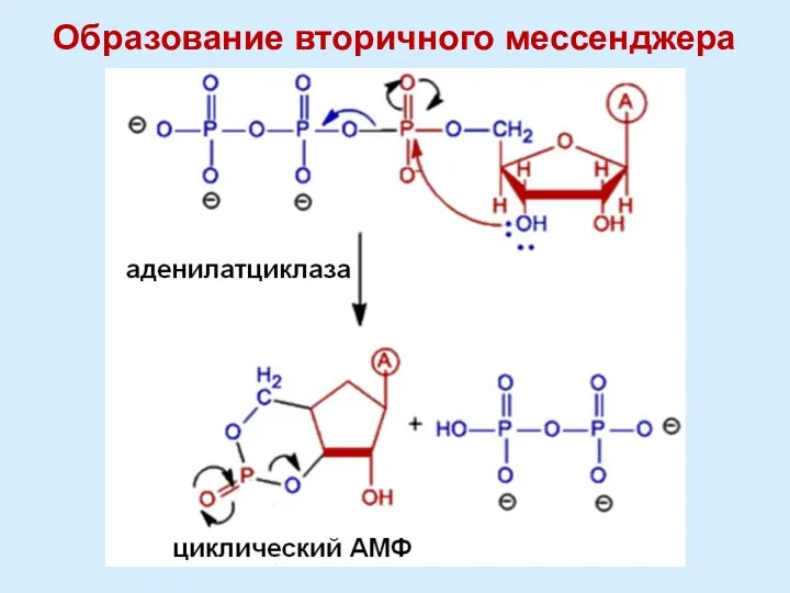 Образование вторичного мессенджера