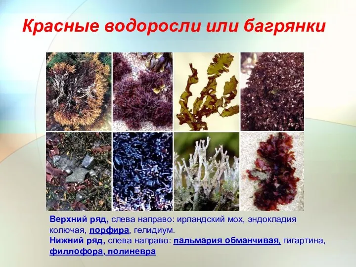 Красные водоросли или багрянки Верхний ряд, слева направо: ирландский мох, эндокладия колючая, порфира,