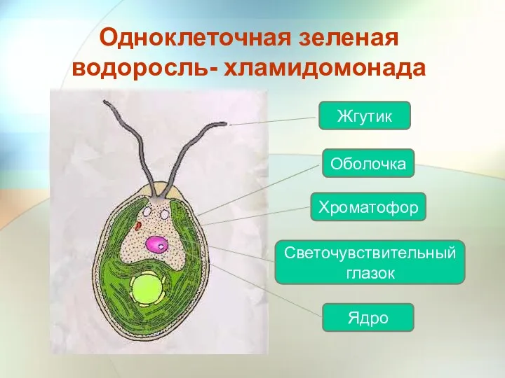 Одноклеточная зеленая водоросль- хламидомонада