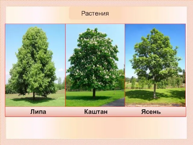 Растения