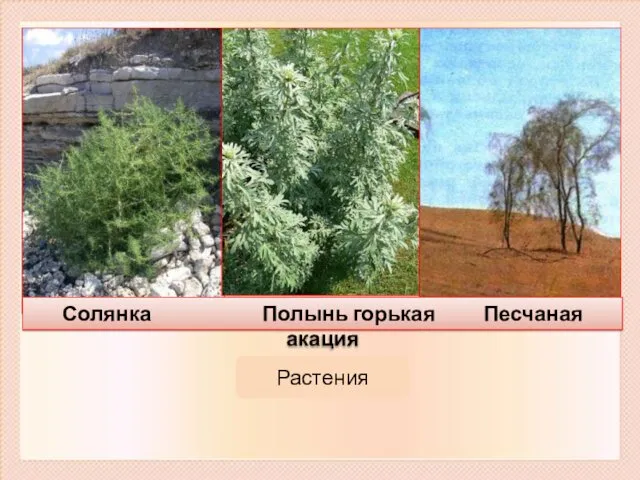 Растения