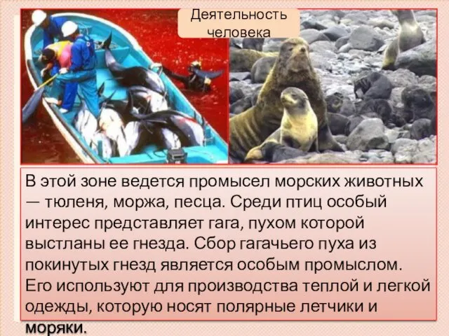 В этой зоне ведется промысел морских животных — тюленя, моржа,