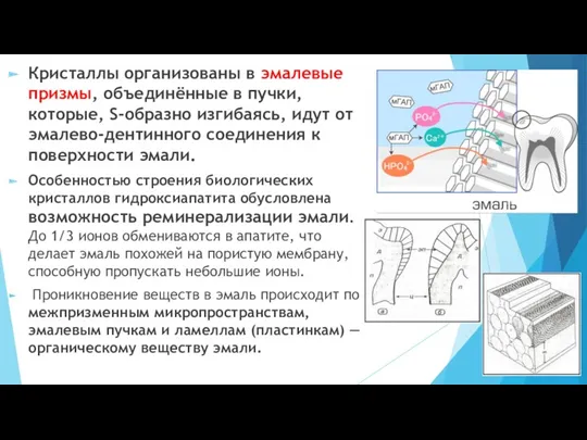 Кристаллы организованы в эмалевые призмы, объединённые в пучки, которые, S-образно