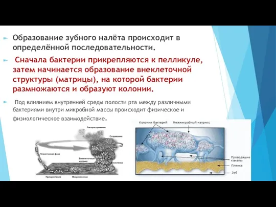 Образование зубного налёта происходит в определённой последовательности. Сначала бактерии прикрепляются