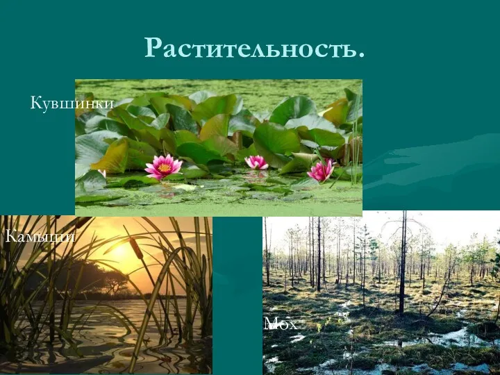 Растительность. Кувшинки Камыши Мох