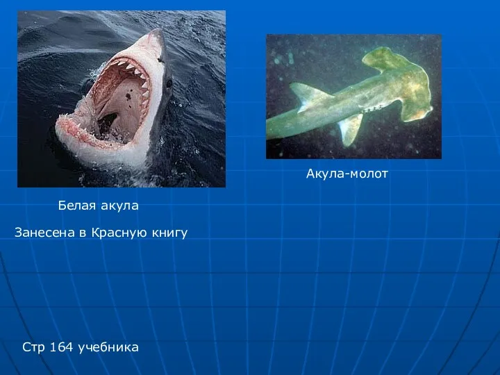 Белая акула Акула-молот Стр 164 учебника Занесена в Красную книгу