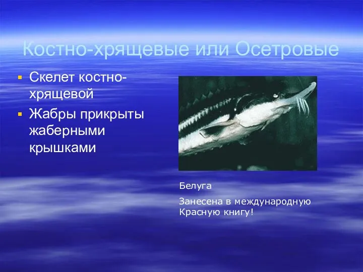 Костно-хрящевые или Осетровые Скелет костно-хрящевой Жабры прикрыты жаберными крышками Белуга Занесена в международную Красную книгу!