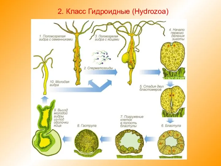 2. Класс Гидроидные (Hydrozoa)