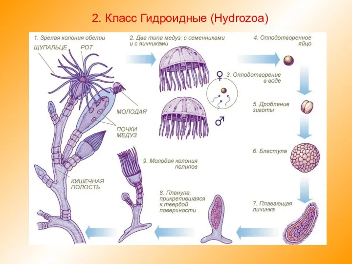 2. Класс Гидроидные (Hydrozoa)