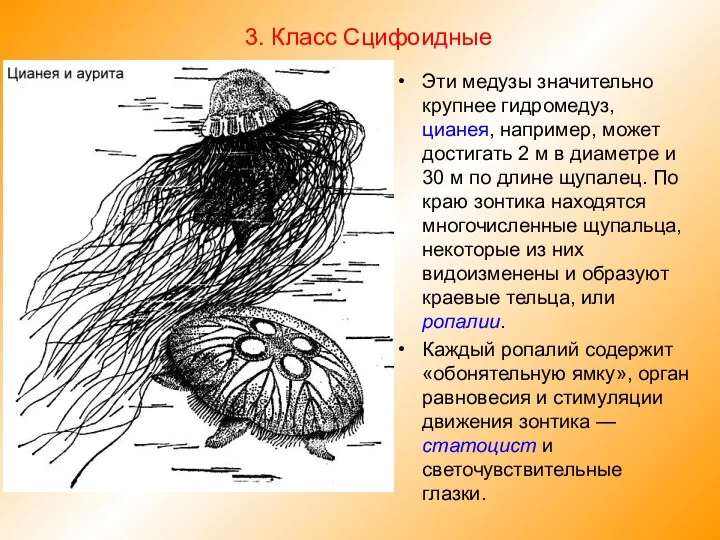 3. Класс Сцифоидные Эти медузы значительно крупнее гидромедуз, цианея, например,