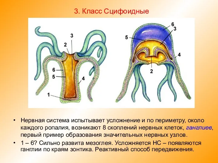 Нервная система испытывает усложнение и по периметру, около каждого ропалия,