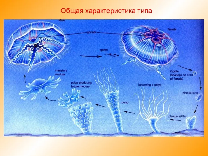 Общая характеристика типа