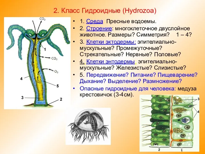 1. Среда. Пресные водоемы. 2. Строение: многоклеточное двуслойное животное. Размеры?