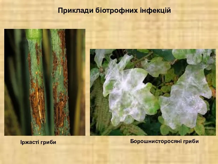 Приклади біотрофних інфекцій Іржасті гриби Борошнисторосяні гриби