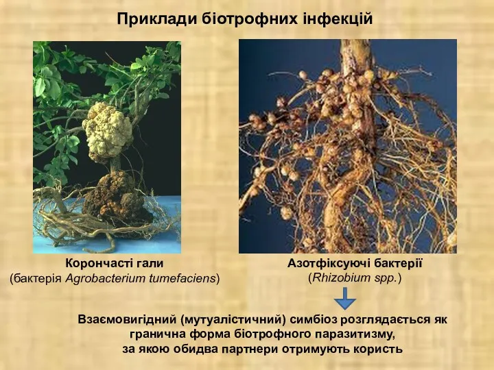 Приклади біотрофних інфекцій Корончасті гали (бактерія Agrobacterium tumefaciens) Азотфіксуючі бактерії