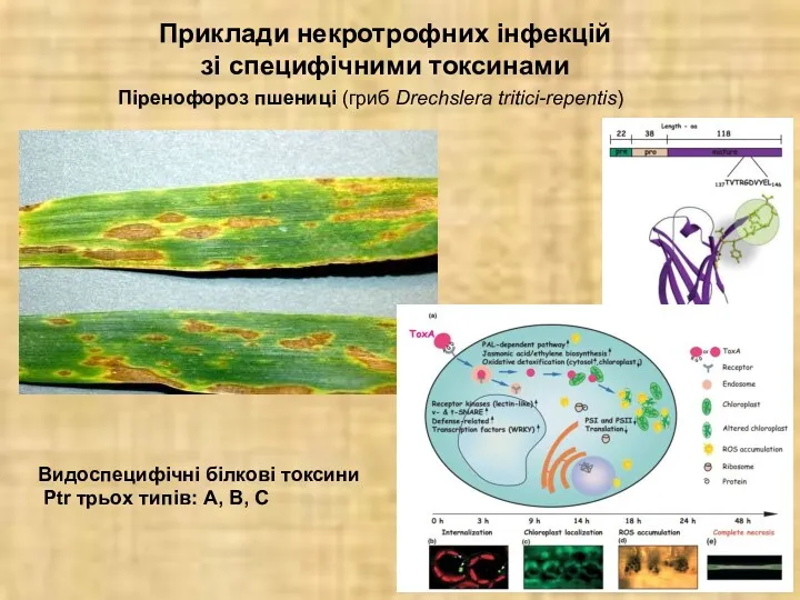 Піренофороз пшениці (гриб Drechslera tritici-repentis) Видоспецифічні білкові токсини Ptr трьох типів: А, В,