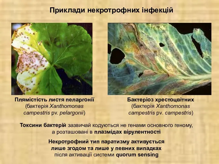 Приклади некротрофних інфекцій Плямістість листя пеларгонії (бактерія Xanthomonas campestris pv. pelargonii) Бактеріоз хрестоцвітних
