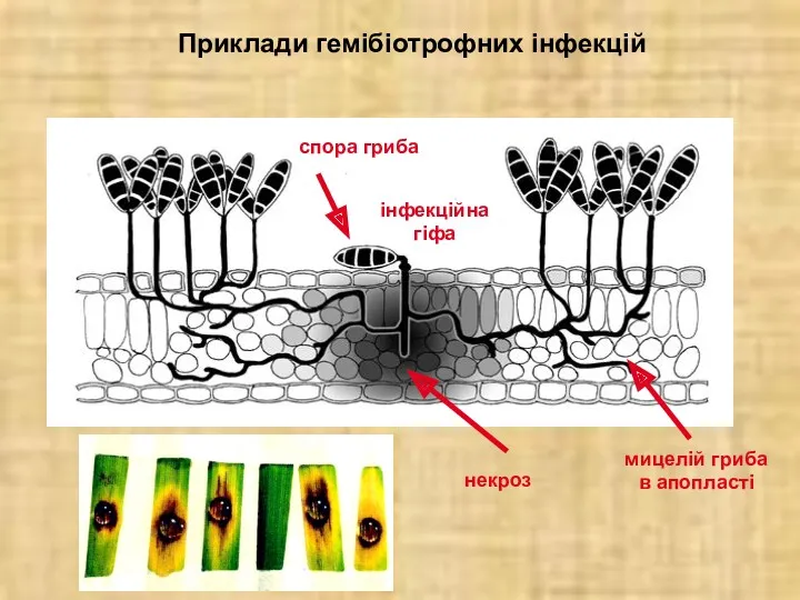 спора гриба інфекційна гіфа некроз мицелій гриба в апопласті Приклади гемібіотрофних інфекцій