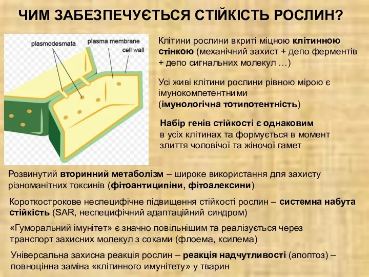 Клітини рослини вкриті міцною клітинною стінкою (механічний захист + депо ферментів + депо