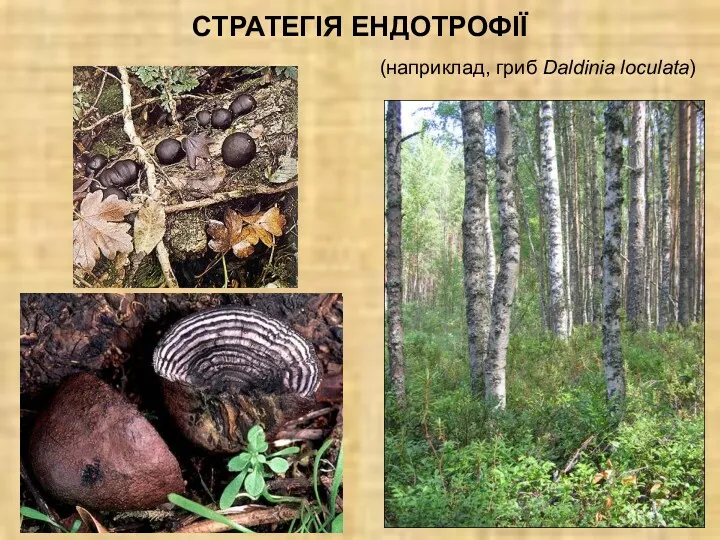 СТРАТЕГІЯ ЕНДОТРОФІЇ (наприклад, гриб Daldinia loculata)