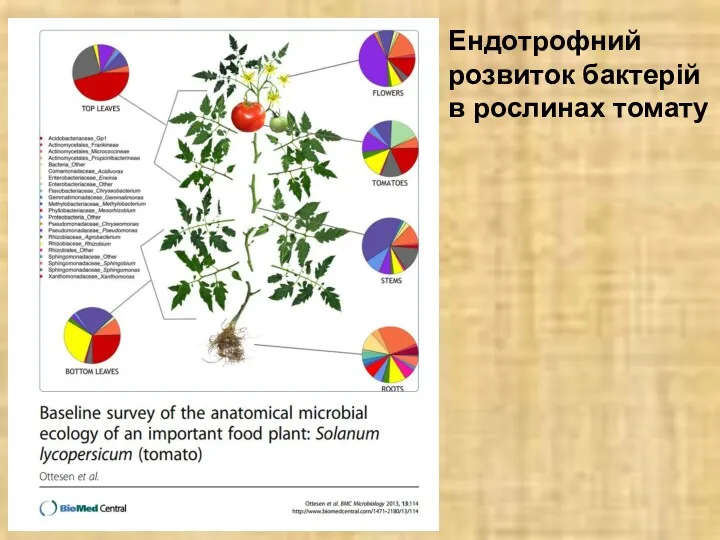 Ендотрофний розвиток бактерій в рослинах томату