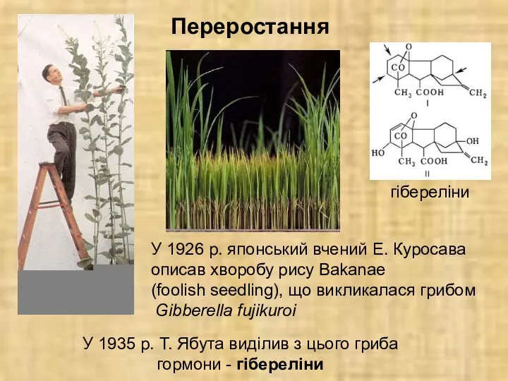 Переростання У 1926 р. японський вчений Е. Куросава описав хворобу рису Bakanae (foolish