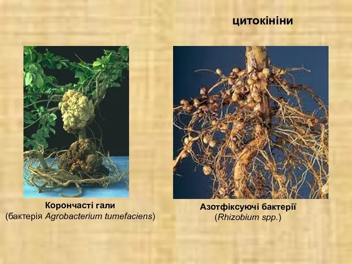 Корончасті гали (бактерія Agrobacterium tumefaciens) Азотфіксуючі бактерії (Rhizobium spp.) цитокініни