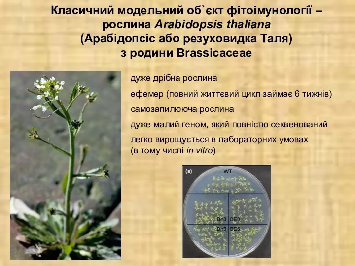 Класичний модельний об`єкт фітоімунології – рослина Arabidopsis thaliana (Арабідопсіс або резуховидка Таля) з