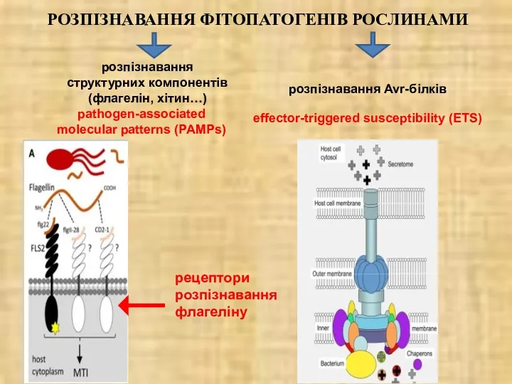 РОЗПІЗНАВАННЯ ФІТОПАТОГЕНІВ РОСЛИНАМИ розпізнавання Avr-білків розпізнавання структурних компонентів (флагелін, хітин…)