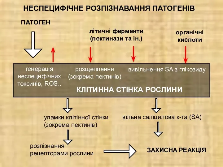 НЕСПЕЦИФІЧНЕ РОЗПІЗНАВАННЯ ПАТОГЕНІВ ПАТОГЕН розщеплення (зокрема пектинів) вивільнення SA з глікозиду уламки клітінної