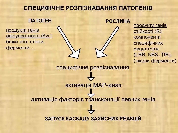 СПЕЦИФІЧНЕ РОЗПІЗНАВАННЯ ПАТОГЕНІВ ПАТОГЕН продукти генів авірулентності (Avr): білки кліт. стінки, ферменти …