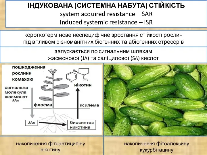 ІНДУКОВАНА (СИСТЕМНА НАБУТА) СТІЙКІСТЬ system acquired resistance – SAR induced