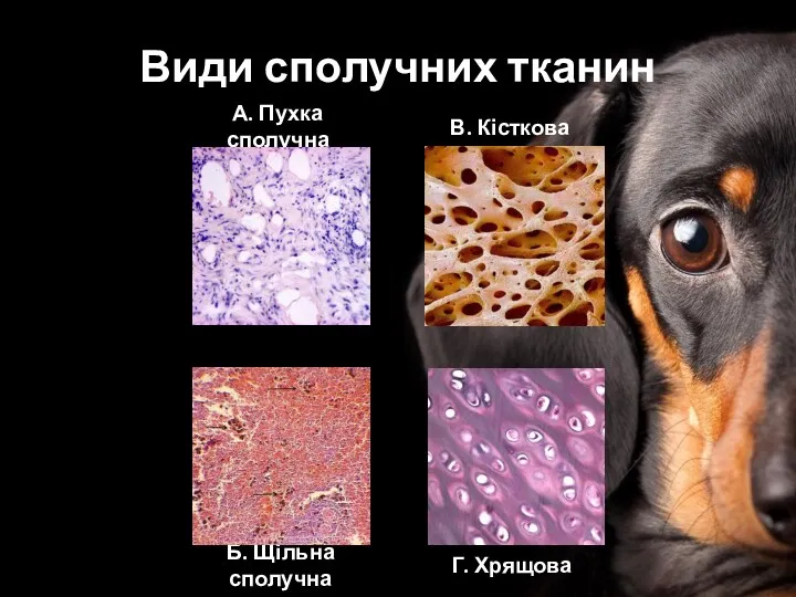 Види сполучних тканин А. Пухка сполучна Б. Щільна сполучна В. Кісткова Г. Хрящова
