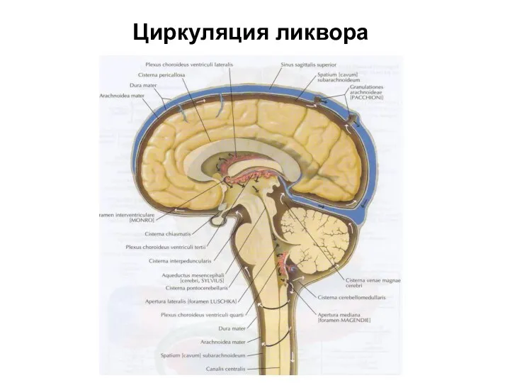 Циркуляция ликвора