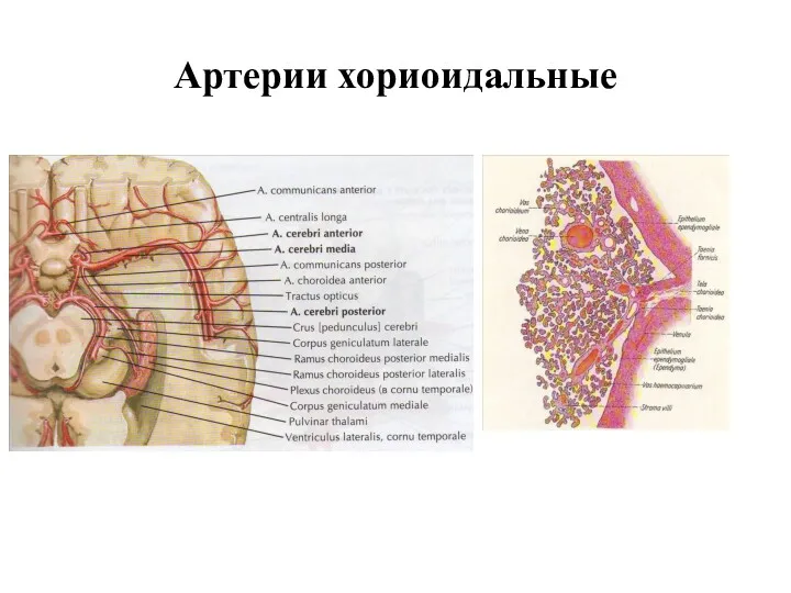 Артерии хориоидальные