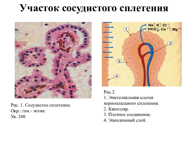 Участок сосудистого сплетения Рис.2. 1. Эпителиальная клетка хориоидального сплетения. 2.