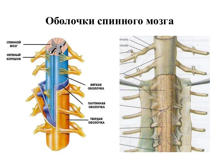 Оболочки спинного мозга