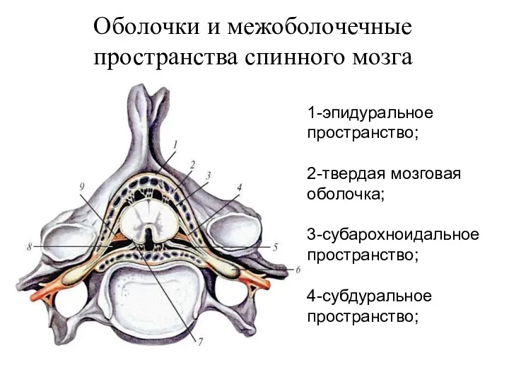 Оболочки и межоболочечные пространства спинного мозга 1-эпидуральное пространство; 2-твердая мозговая оболочка; 3-субарохноидальное пространство; 4-субдуральное пространство;