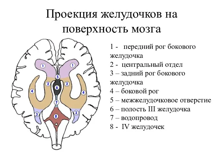 Проекция желудочков на поверхность мозга 1 - передний рог бокового